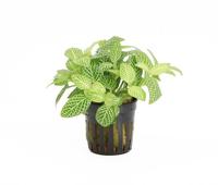 Fittonia white