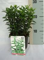 Euonymus jap. Microphyllus