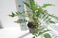 Mahonia med. Charity