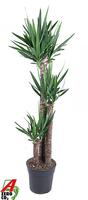 Yucca 120-90-45