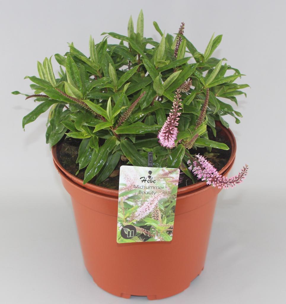Billede af Hebe Midsummer Beauty P29 (10 Ltr)