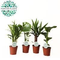 Houseplants in varieties