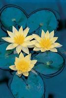 Nymphaea Sulphurea