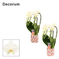 Phalaenopsis hybrid triple cascade White in Julia ceramic