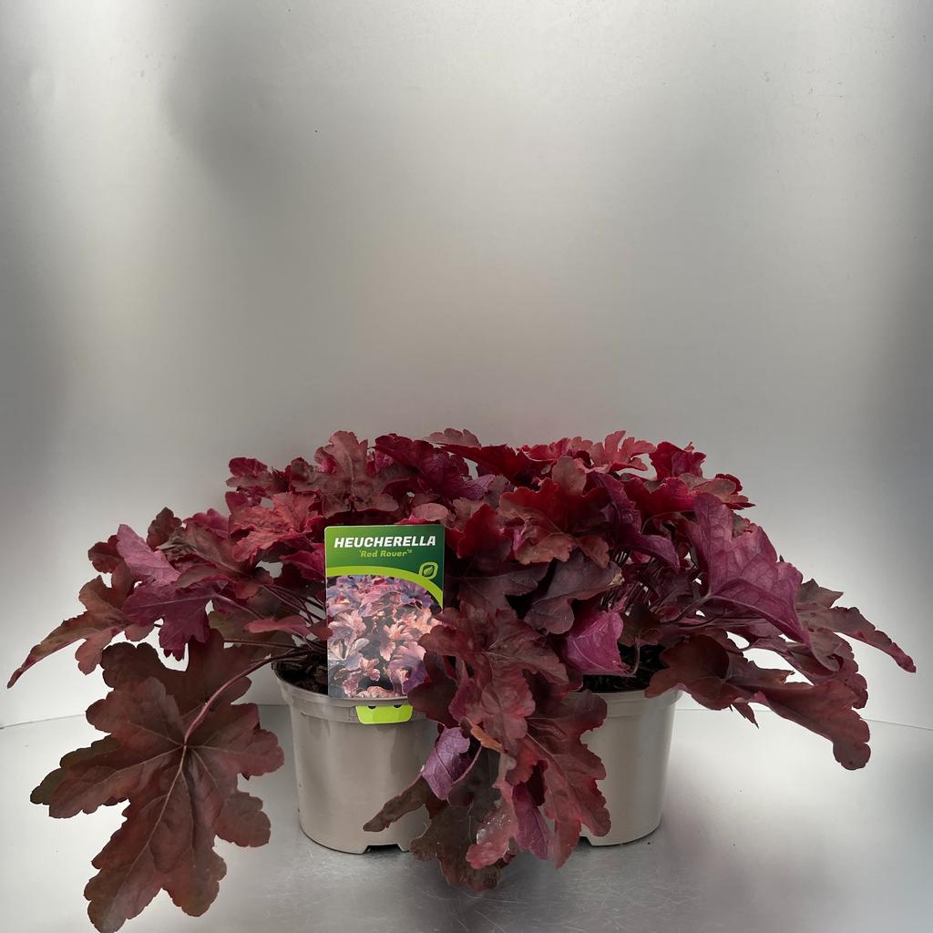 Picture of Heucherella Red Rover P17 (2 Ltr)