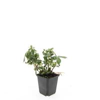 Pachysandra term. Variegata