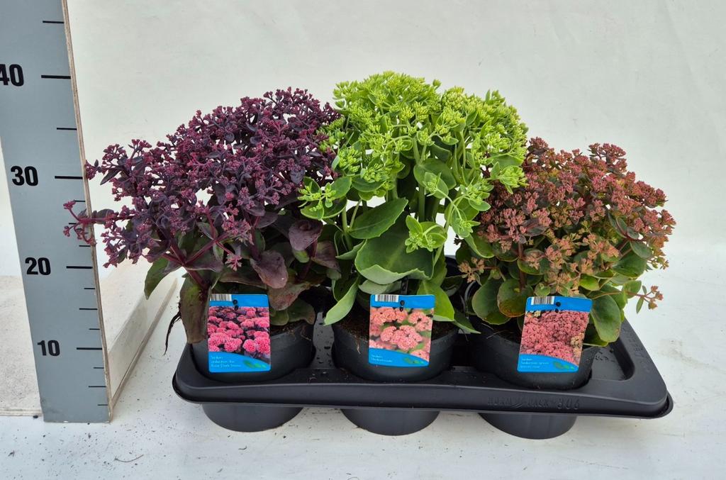Picture of Sedum telephium in varieties P17 (2 Ltr)