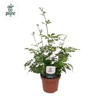 Pteris evergemiensis - Air So Pure (INDOOR)
