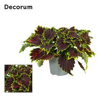Coleus Bourbon Street (Plectranthus)