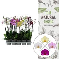 Phalaenopsis hybrid in varieties