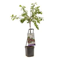 Prunus dom.. Victoria - Wonder Tree