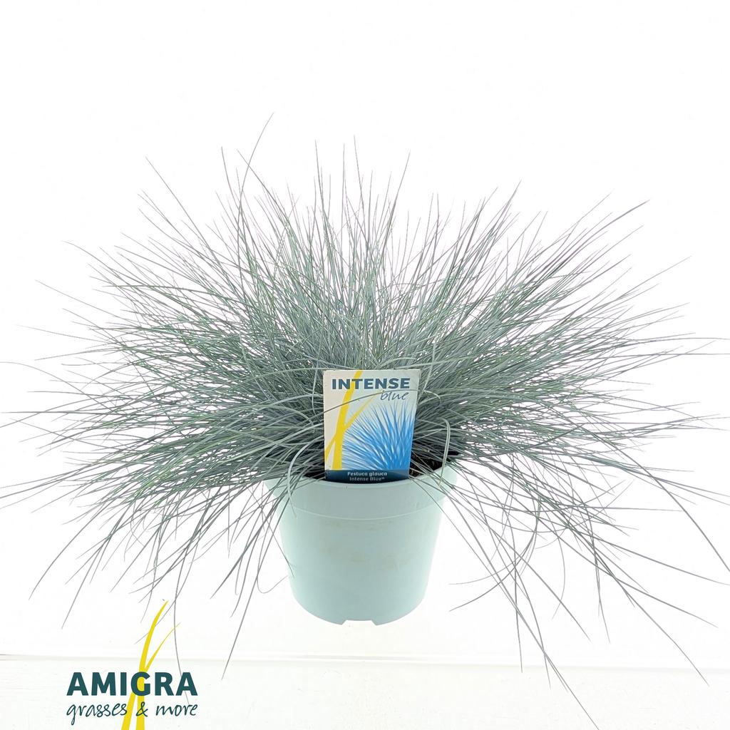 Bild von Festuca glauca Intense Blue® P17 (2 Ltr)