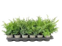 Juniperus squa. Blue Swede