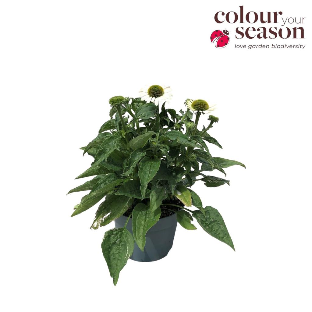 Obrázek Echinacea Sombrero Blanco P19 (3 Ltr)