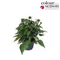 Echinacea Sombrero Blanco