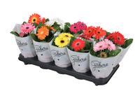 Gerbera 2+flowers basic by additional lightning frosted sleeve short