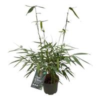 Fargesia robusta Pingwu
