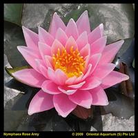 Nymphaea Rose Arey