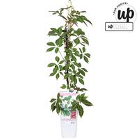 Parthenocissus henryana