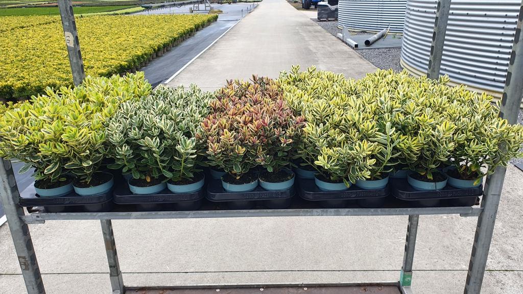 Picture of Hebe Addenda variegata in 2 varieties P10.5 25CM