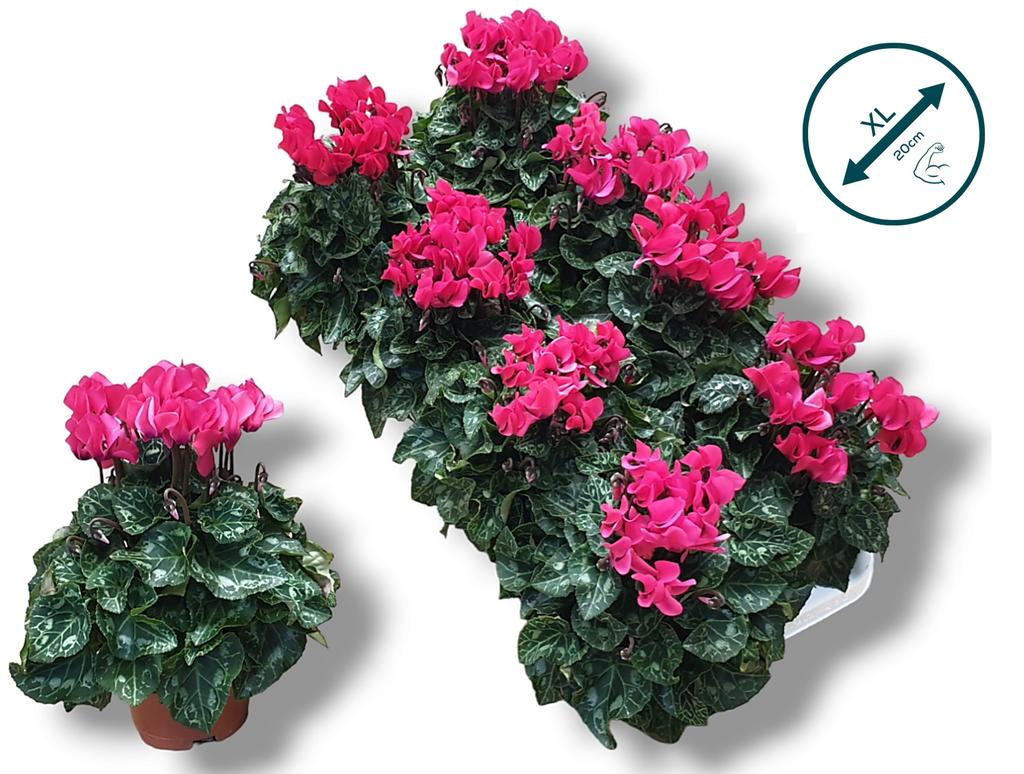 Picture of Cyclamen-COMPACT pink P10.5 20CM