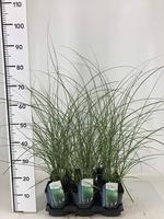 Miscanthus sin. Gracillimus