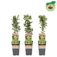 Ribes uva-crispa Hinnonmäki Grün