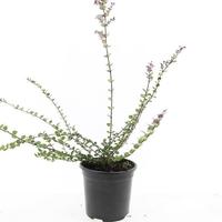 Lonicera nit. Red Tips