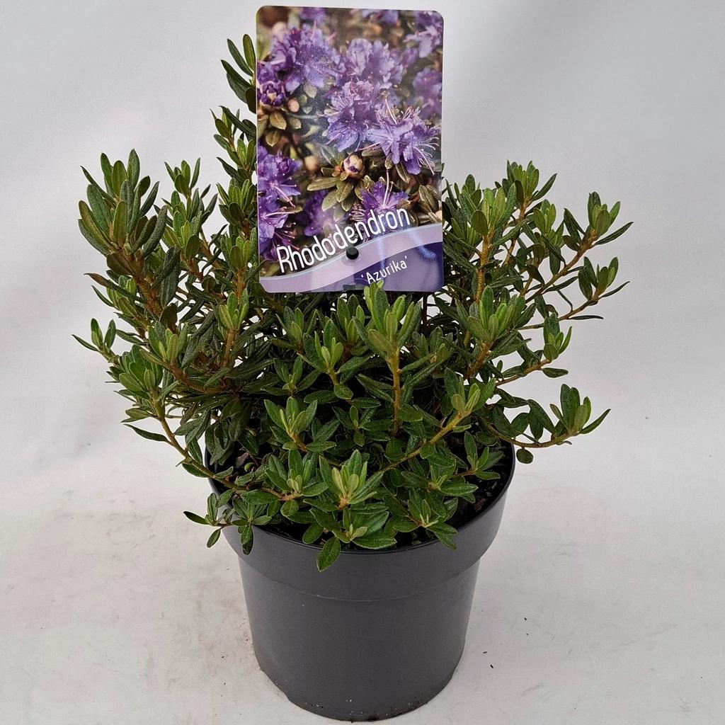 Picture of Rhododendron Azurika P17 (2 Ltr)