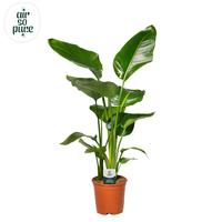 Strelitzia nicolai 2PP Air So Pure