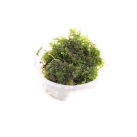 Riccardia CUP - Tray 3 × 100 £ 2.70 (Tray) £ 2.66 Shelf £ 2.65 Trolley Tray £ 2.70 × 3 (0.2%)