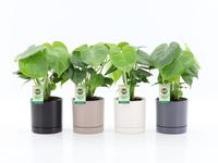 Monstera deliciosa in Hainan ceramics 4 colours
