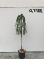 Larix kampf. Stiff Weeper