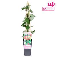 Lonicera heck. Goldflame