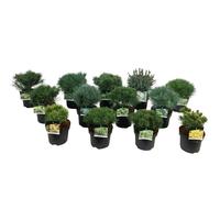 Conifers in varieties