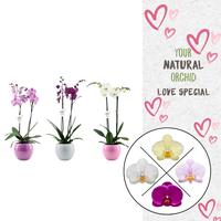Phalaenopsis hybrid in varieties in Lisa ceramic