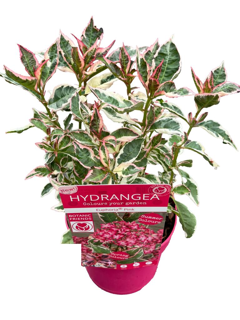 Picture of Hydrangea serrata Euphoria Pink P15
