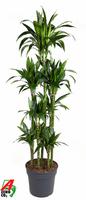 Dracaena Janet Craig 120-carrousel