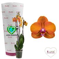 Phalaenopsis hybrid Bologna (Less Plastic)
