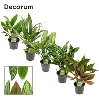 Aglaonema in varieties