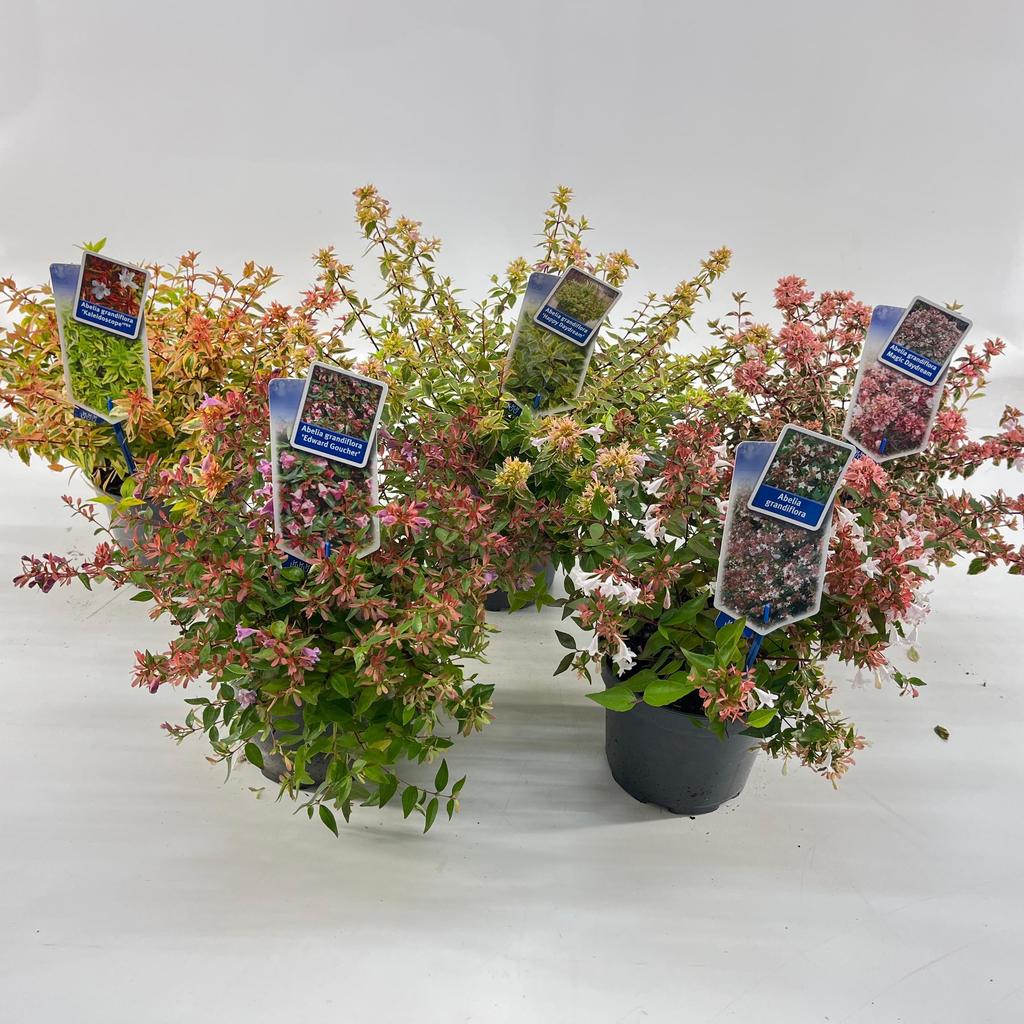 Billede af Abelia in varieties P17 (2 Ltr)