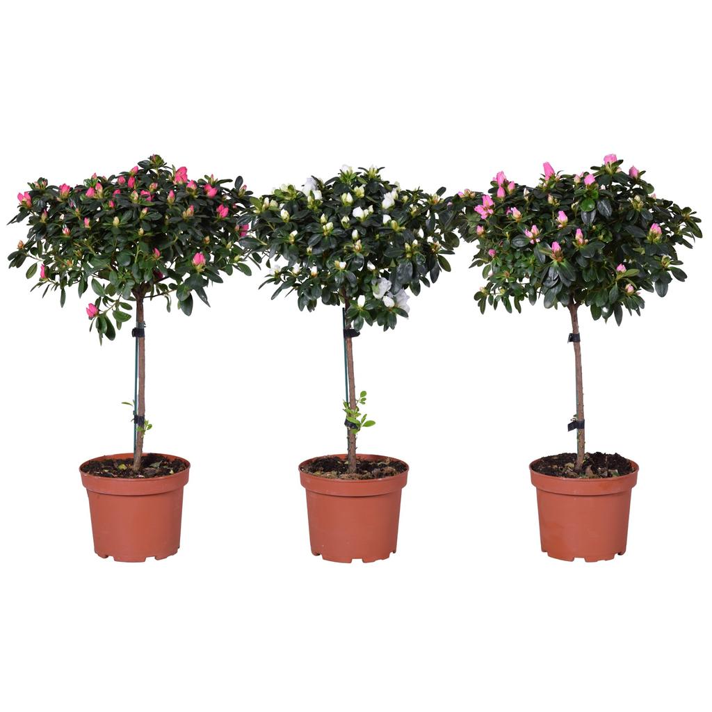Picture of Rhododendron simsii (Azalea) Vogel Stem in varieties P19 65CM