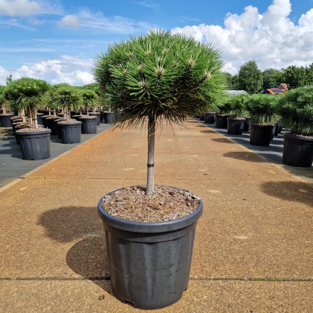 Obrázek Pinus nigra Marie Bregeon C18 STD-20-CM-BALL-35-40-CM