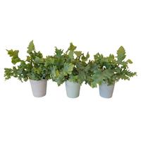 Phlebodium Davana in Elle pot (INDOOR)