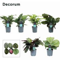 Calathea Exclusief gemengd