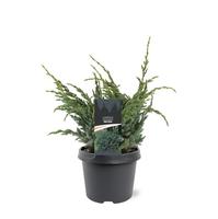 Juniperus squa. Meyeri