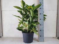 Aucuba jap. Crotonifolia