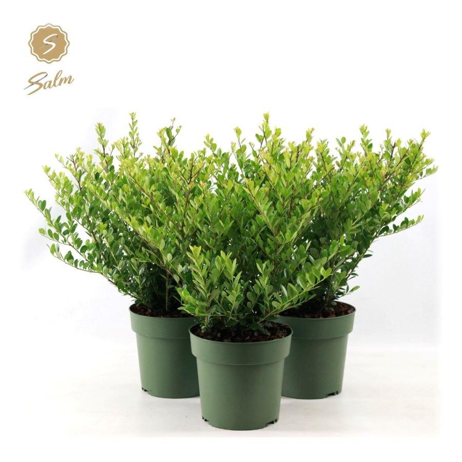 Bild von Ilex cre. Jenny P17 (2 Ltr) BUSH