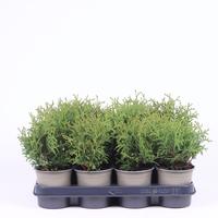 Thuja occidentalis Tiny Tim