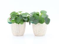 Pilea Peperomioides in Sculpture ceramic